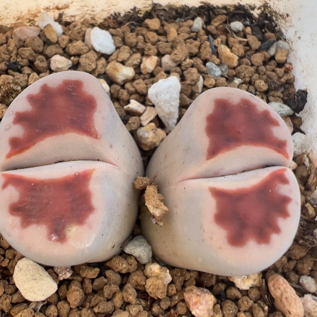 52多肉植物百科知识