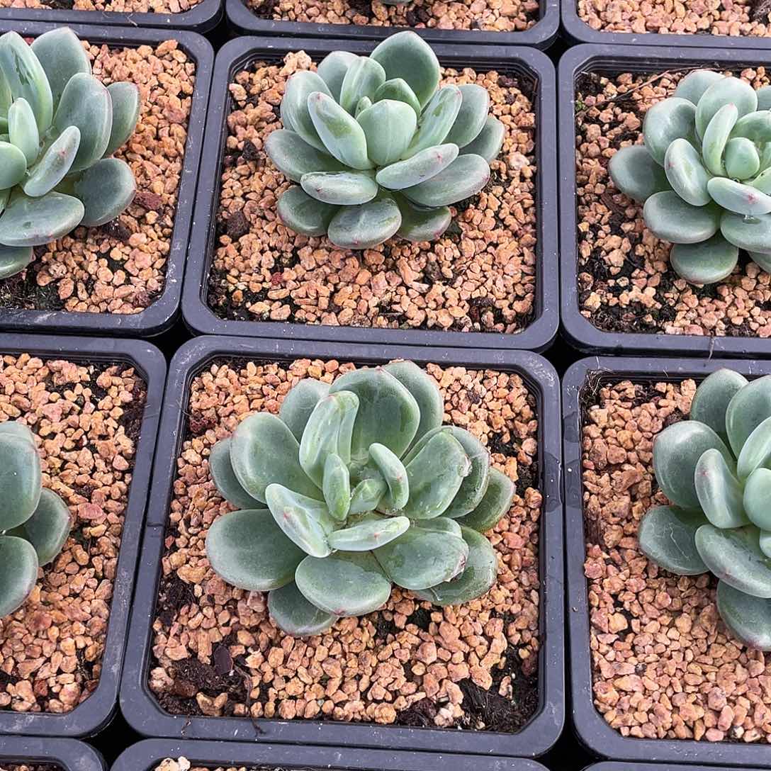 橘落美人单头9厘米可挑