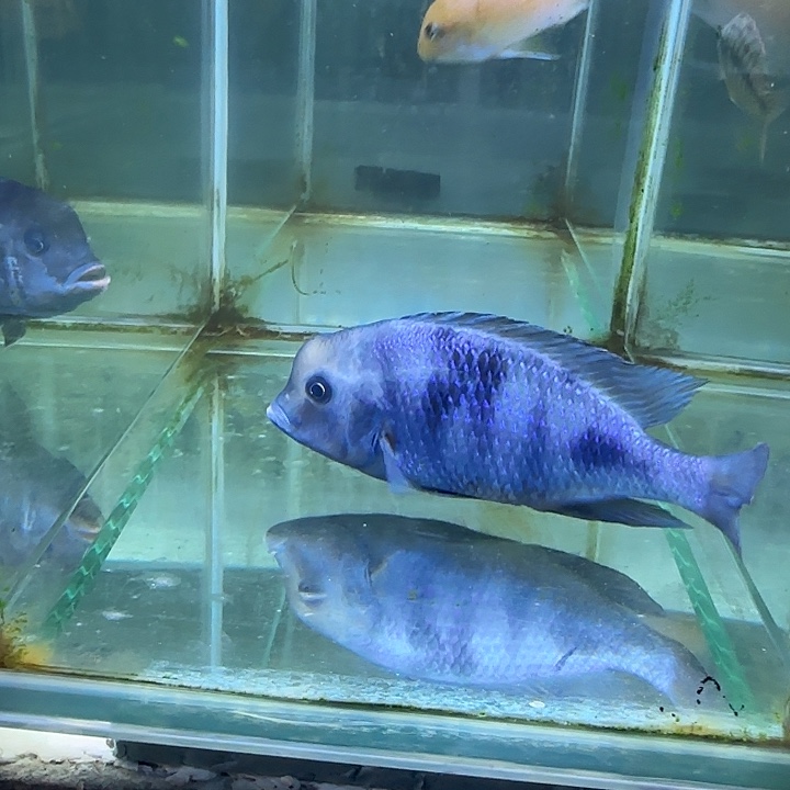 @***生海水鱼45号11111111