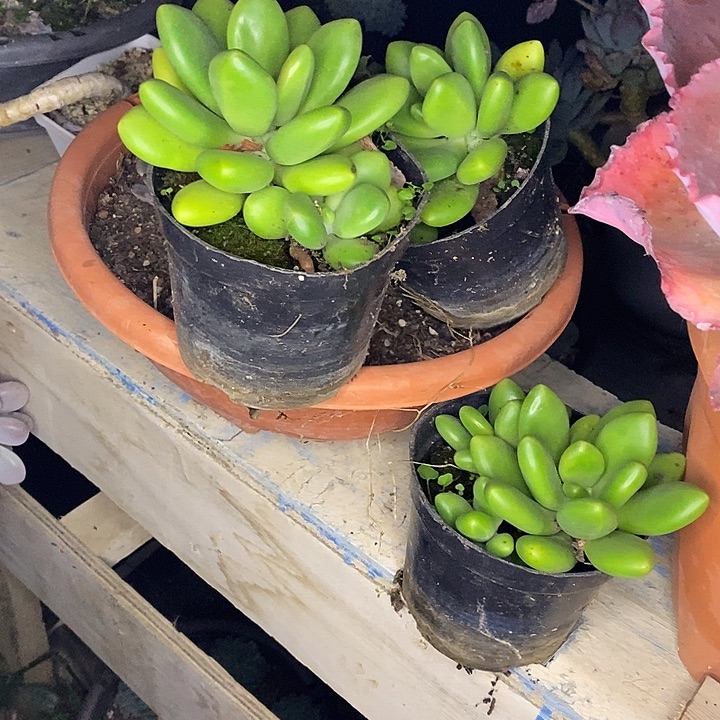 野***治三颗福利给一组专