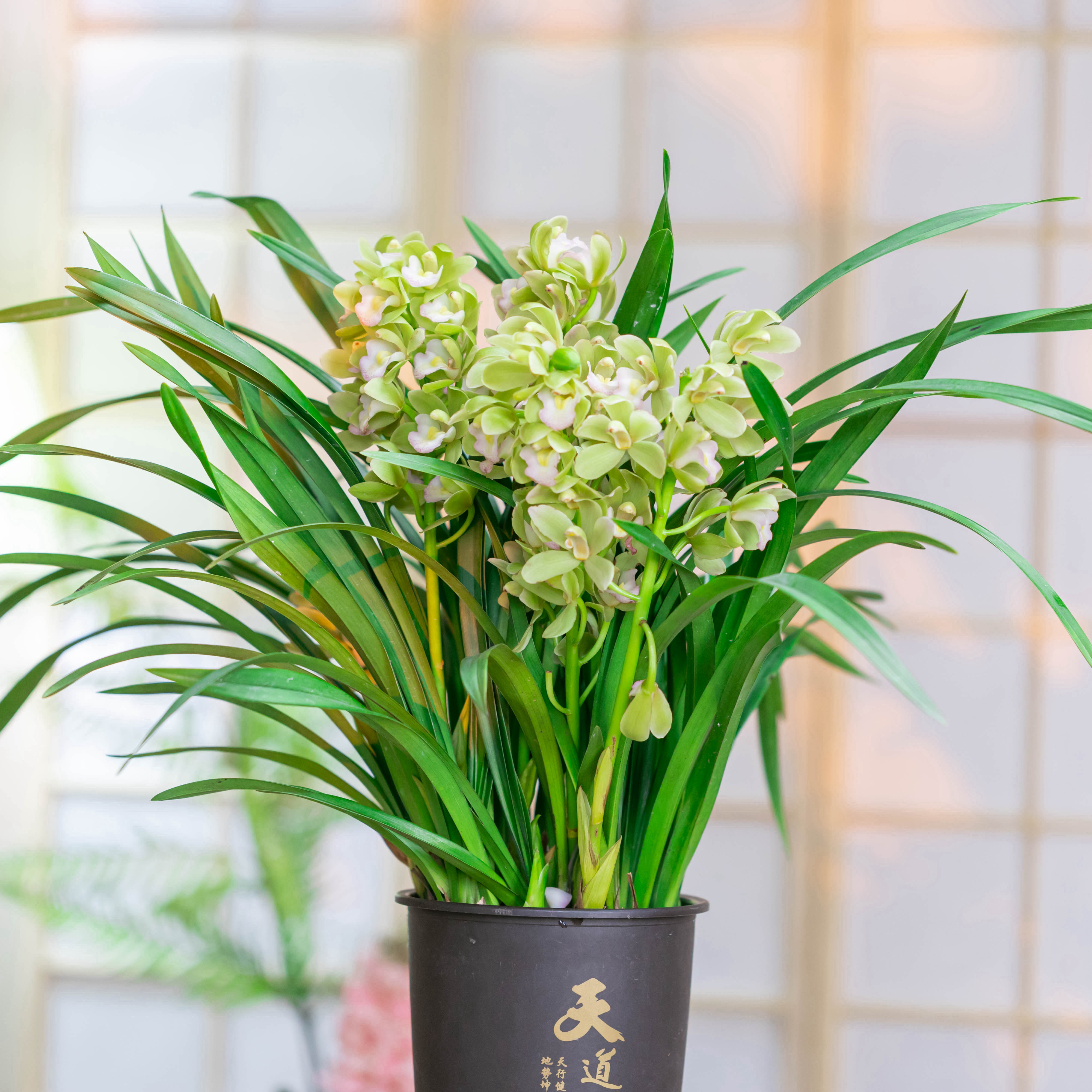 【京东快递】 香水香兰 带花苞4-7支花剑清香型室内好养绿植盆栽