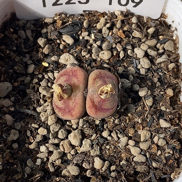 1225-109-（fhgfhjkm