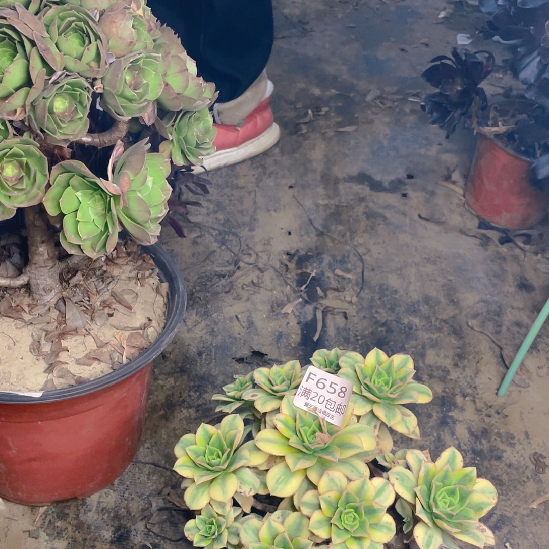 658星爆多肉法师