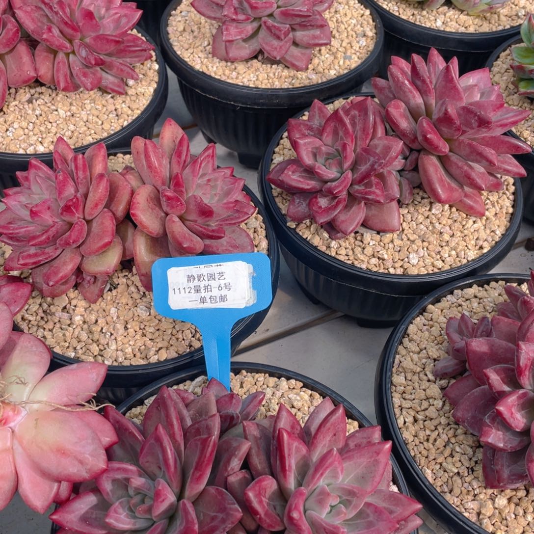 1112-6-双十一赫菲双头一颗量拍