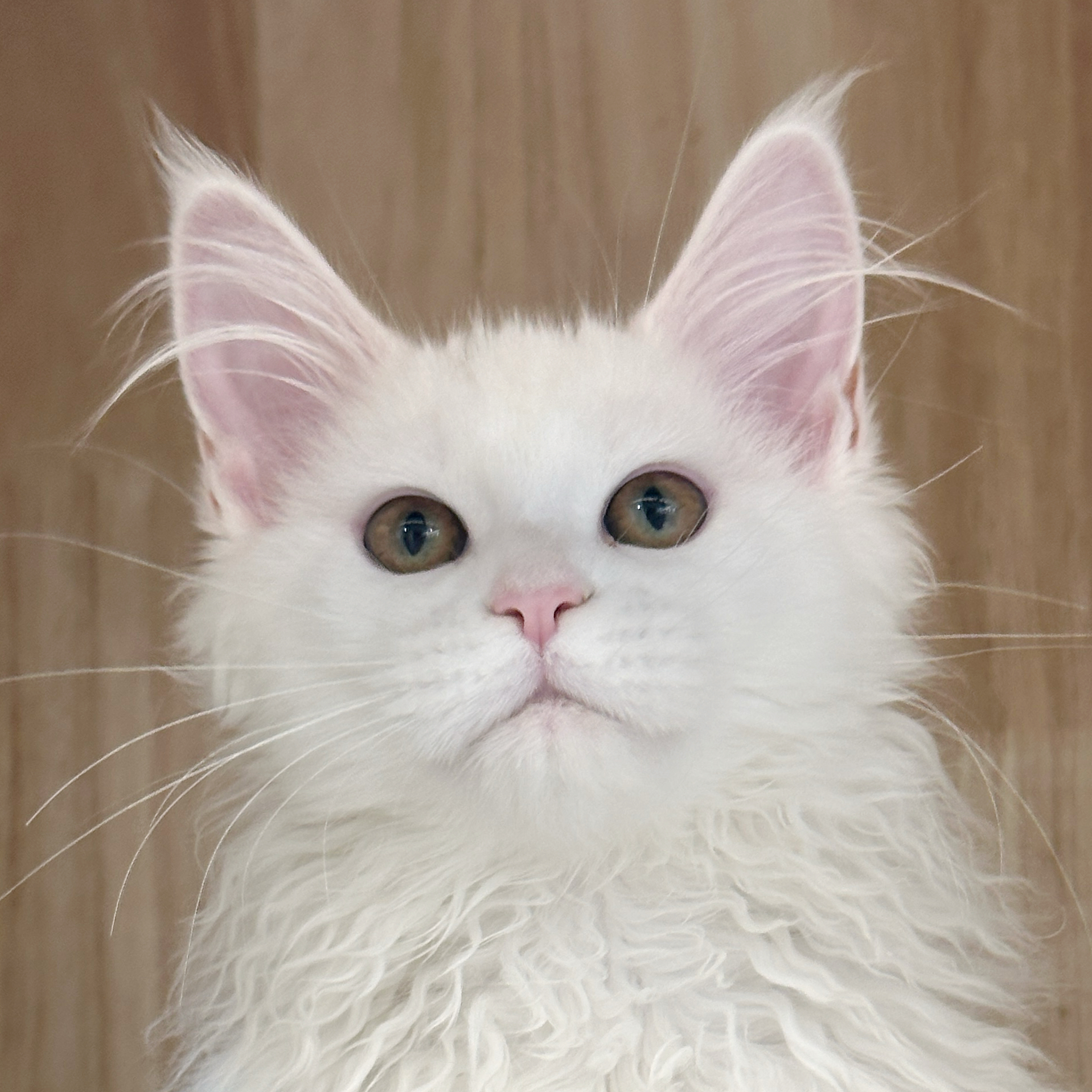 来了姊妹-纯白缅因猫-妹妹-35
