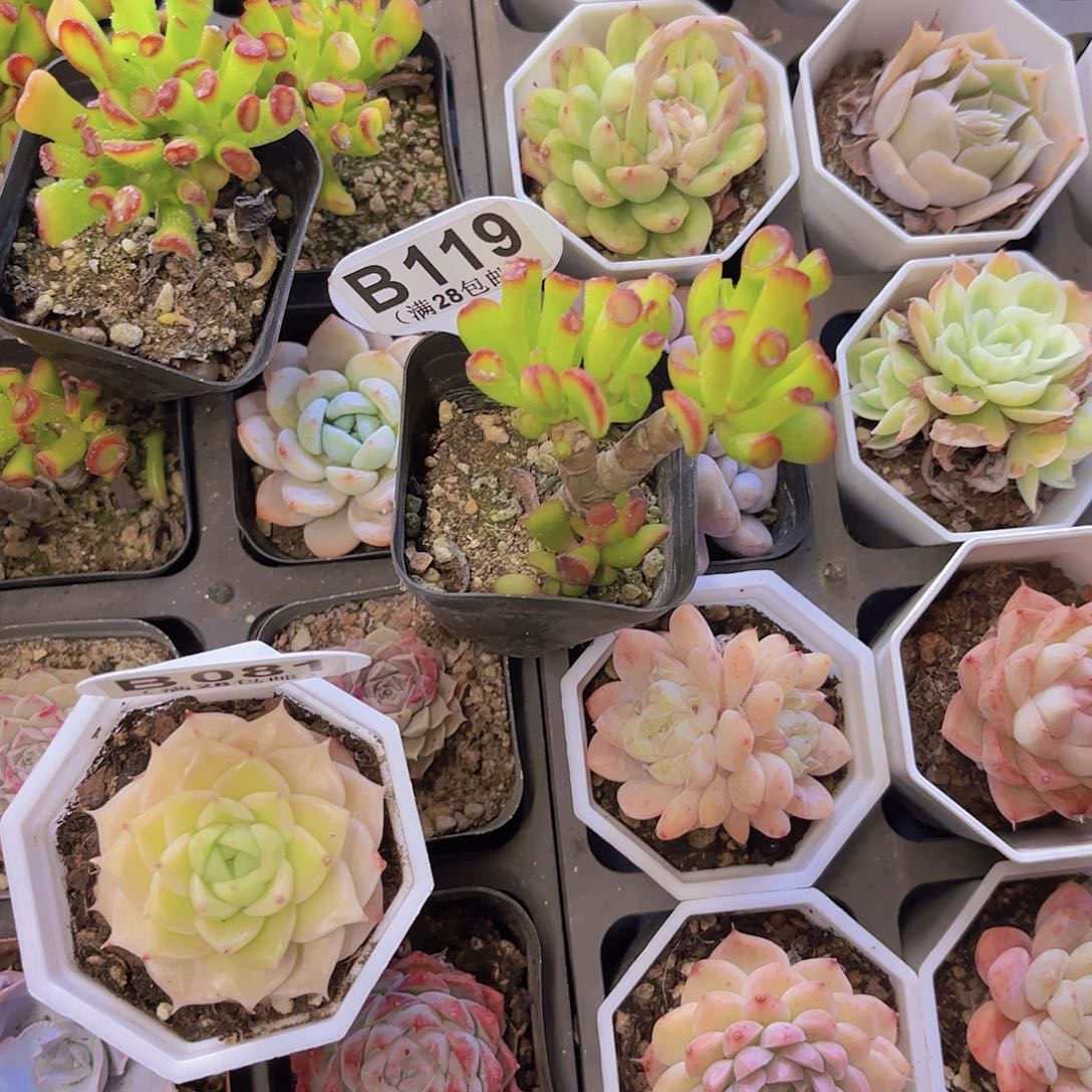 `****多B119喜财树一物一拍