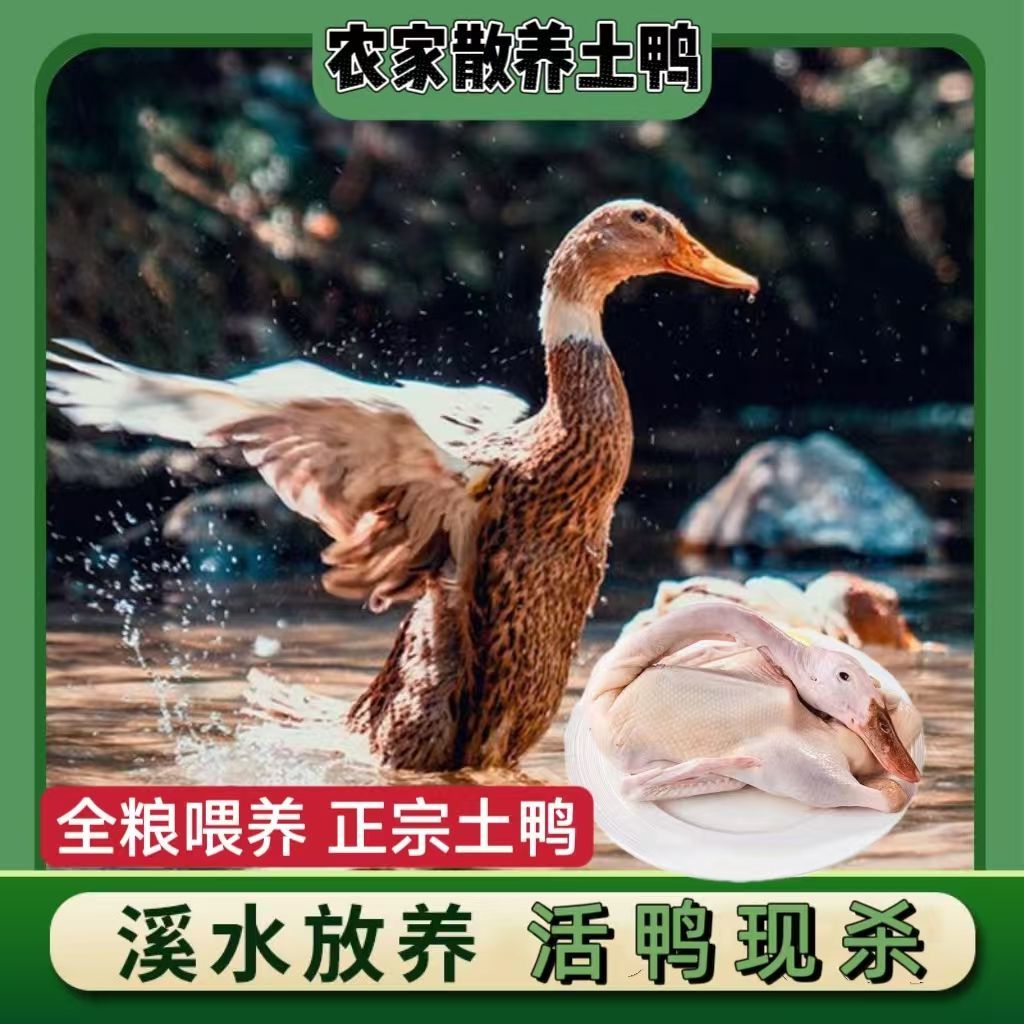 青头麻鸭肉质鲜嫩口感筋道不腥包邮