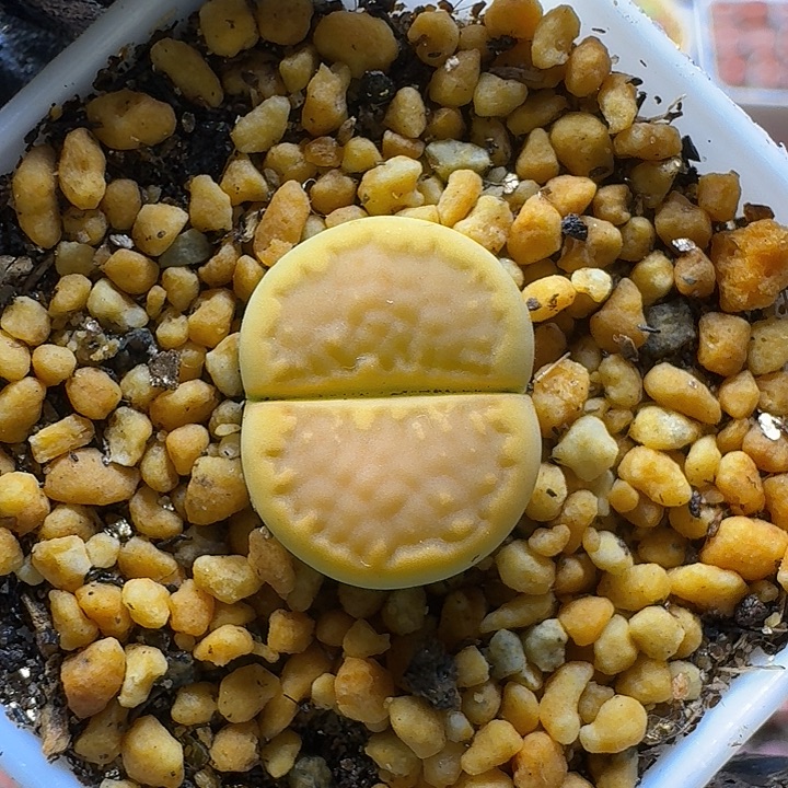 生石花1111111。  132
