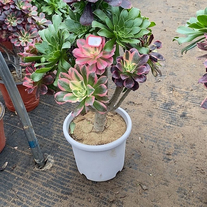 14，嫁接多品种有微瑕多肉法师