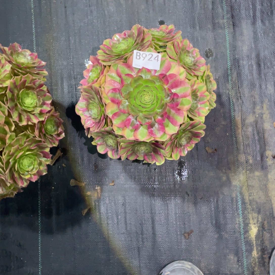 婵***婵雨荷法师。     924