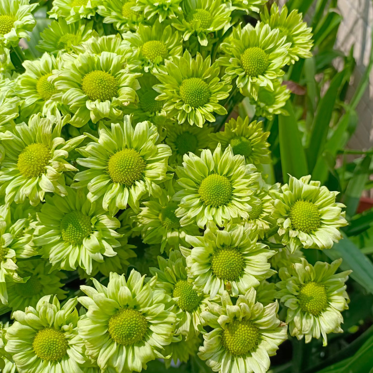 【绿蜥蜴】切花菊耐寒耐热新手好养颜色靓丽好看