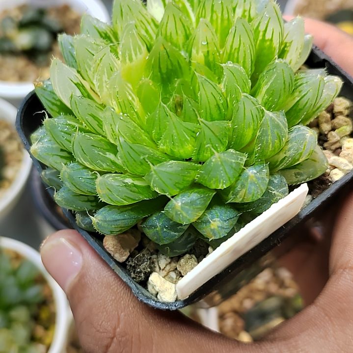 花蝴蝶锦 7厘米左右一物一拍带盆