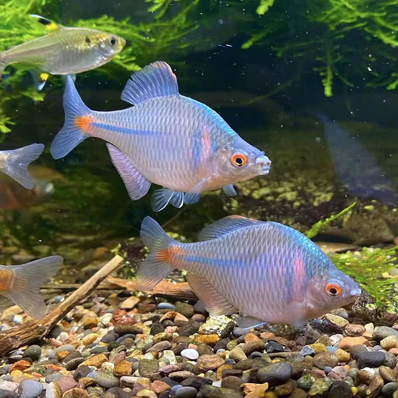 好养群游七彩高体鳑鲏鱼小型淡水原生观赏鱼苗活体