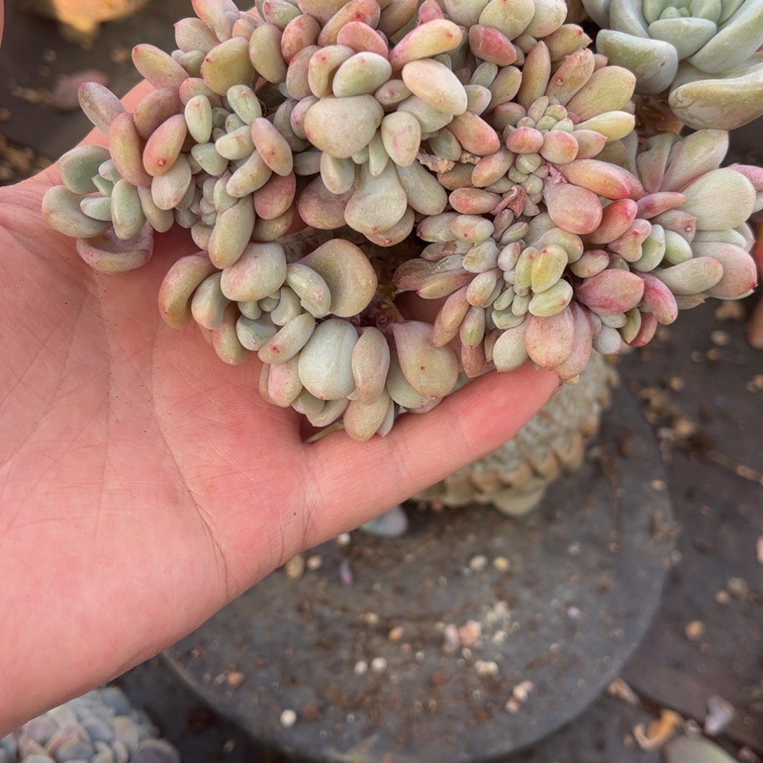 花斑鹿缀化自然群