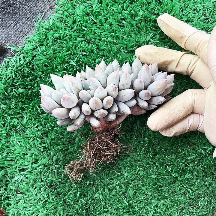 ?****人我是第一百个为妖刀应援的阴阳