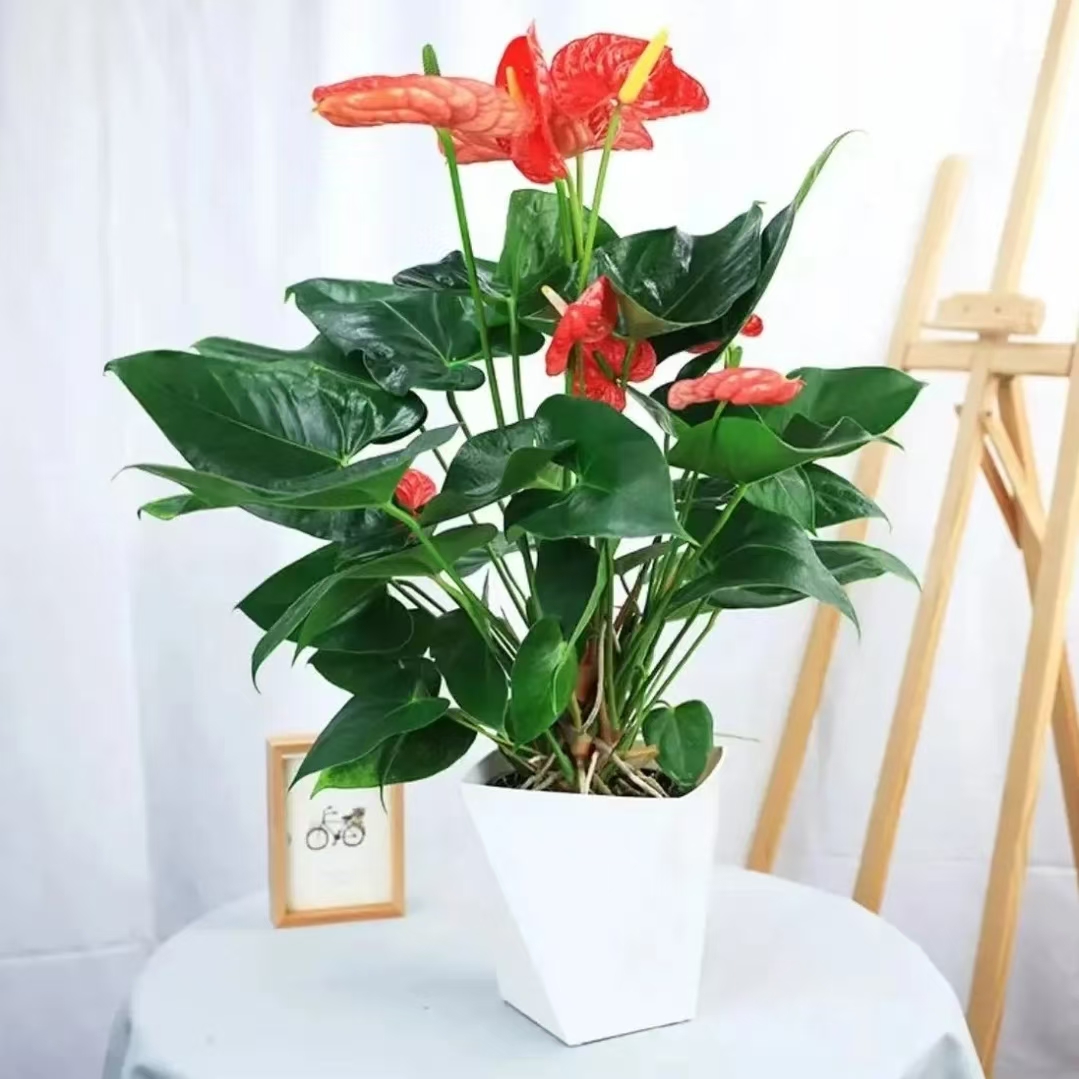 带红掌发货盆栽客厅房间办公室桌面美观水培四季开花好养护植物