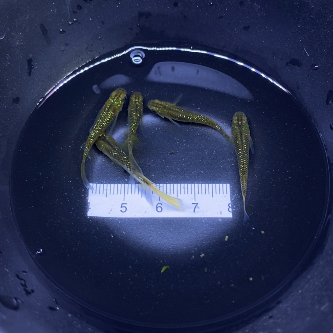 青鳉鱼夜樱金5号的