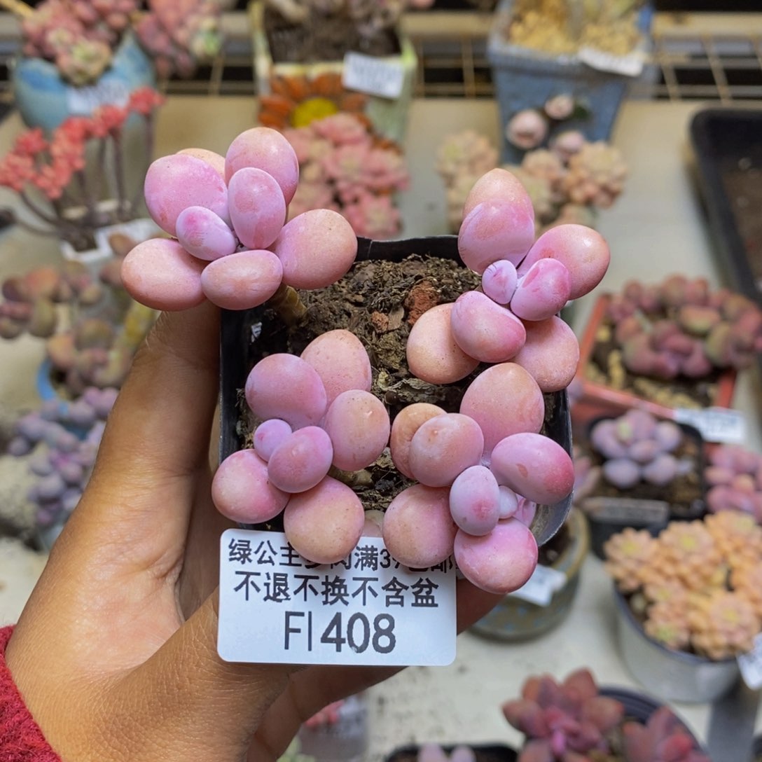 408糖果桃蛋多肉5cm