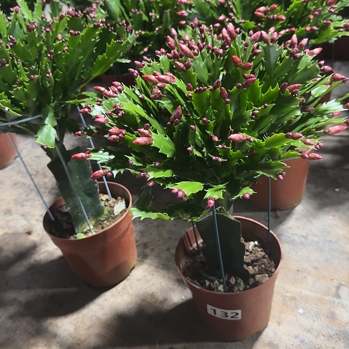 清***心完全开放132嫁接红色