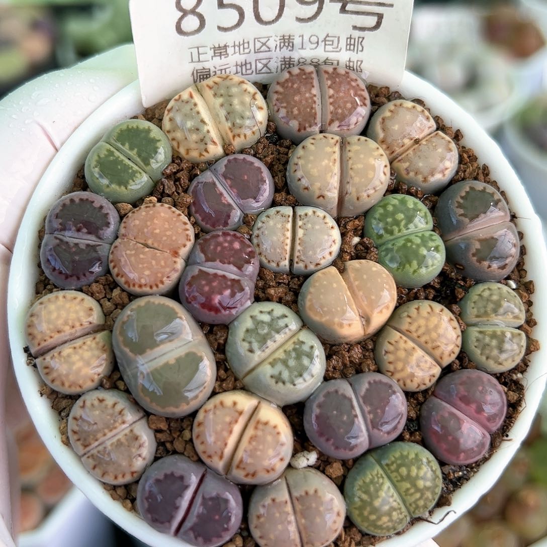 8509三年彩饼干25颗1-1.5cm