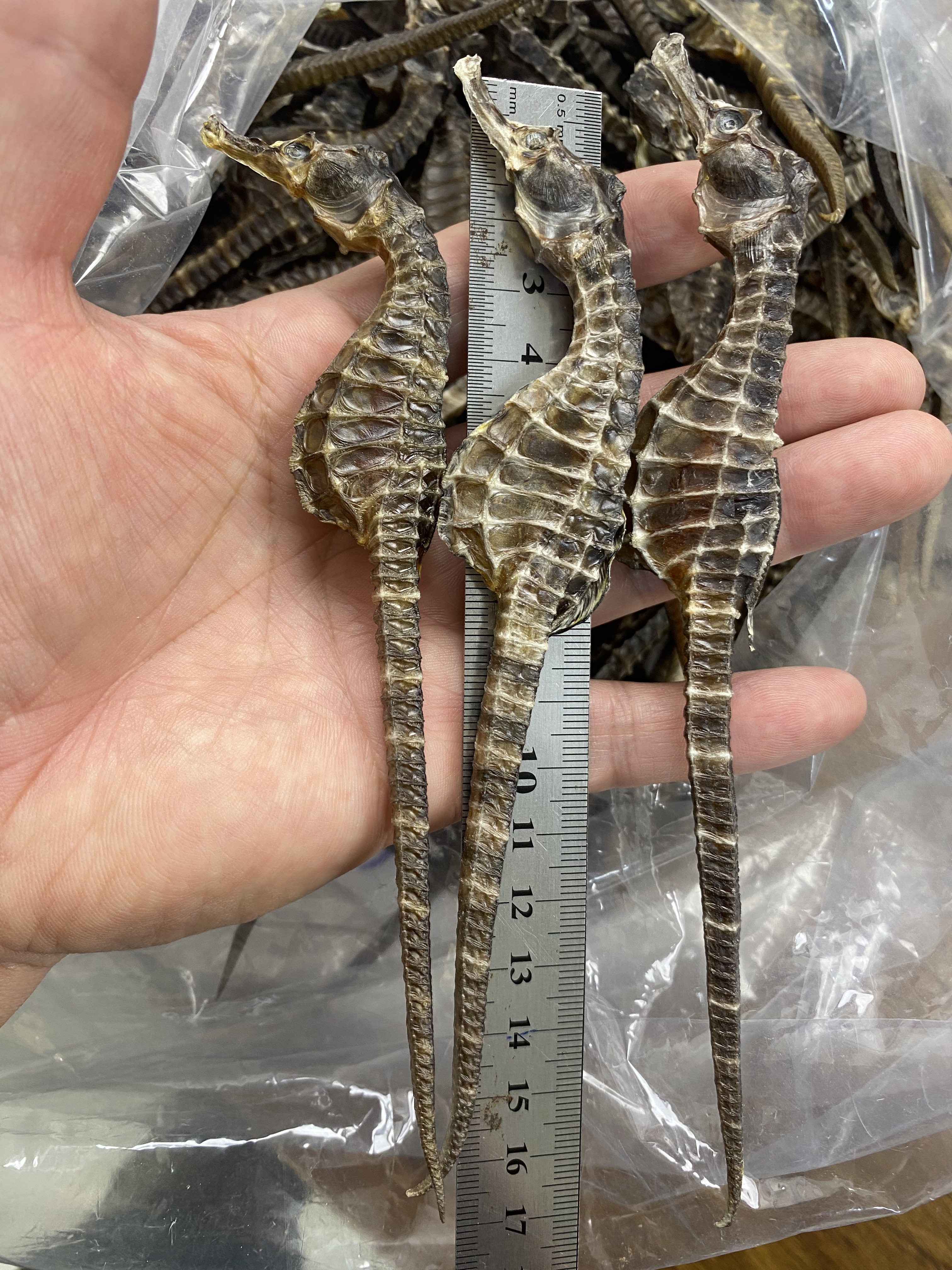 【6克一对】海马干货 现场改价 直播间现场拍链接 1-500克