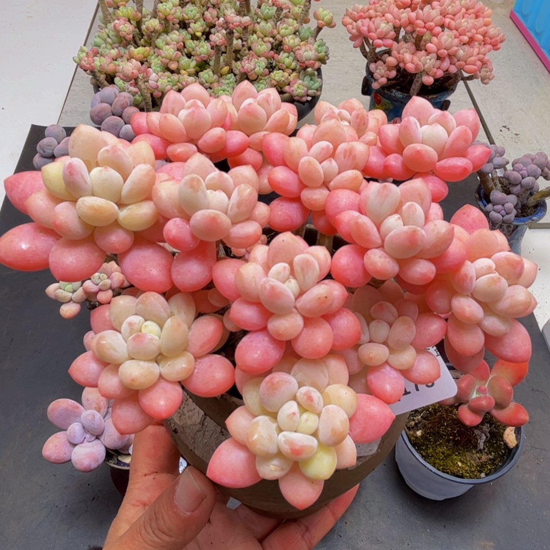 175/10cm鱼子酱多肉植物