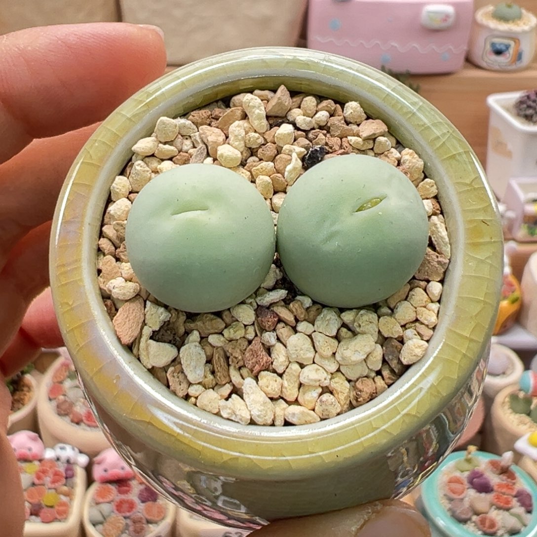 多肉植物145号鸽子蛋