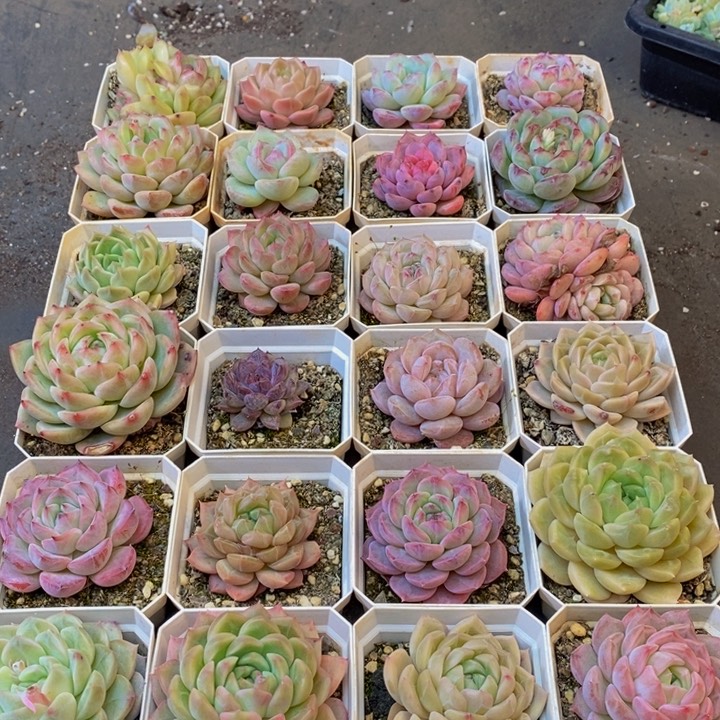 133多肉植物保护研究所所长助理