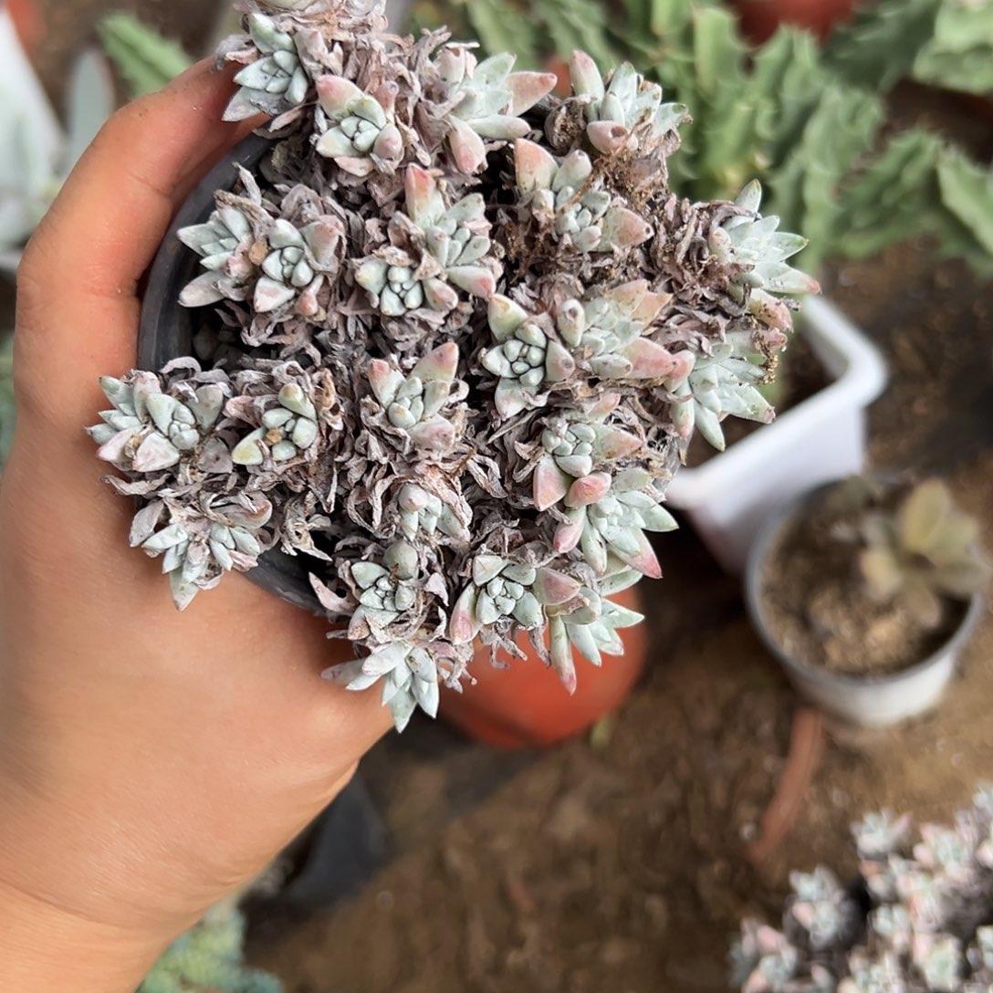 白菊花杜呃呃呃呃呃