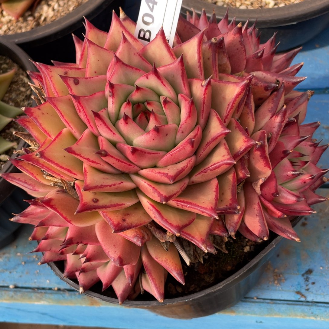 无花朵若如东云组拍E043