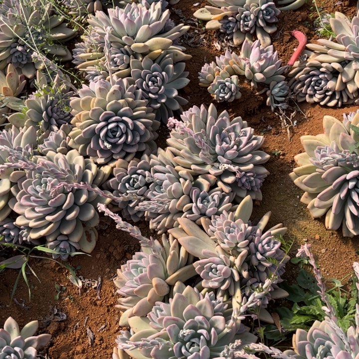 奥普A啊啊啊啊啊啊啊