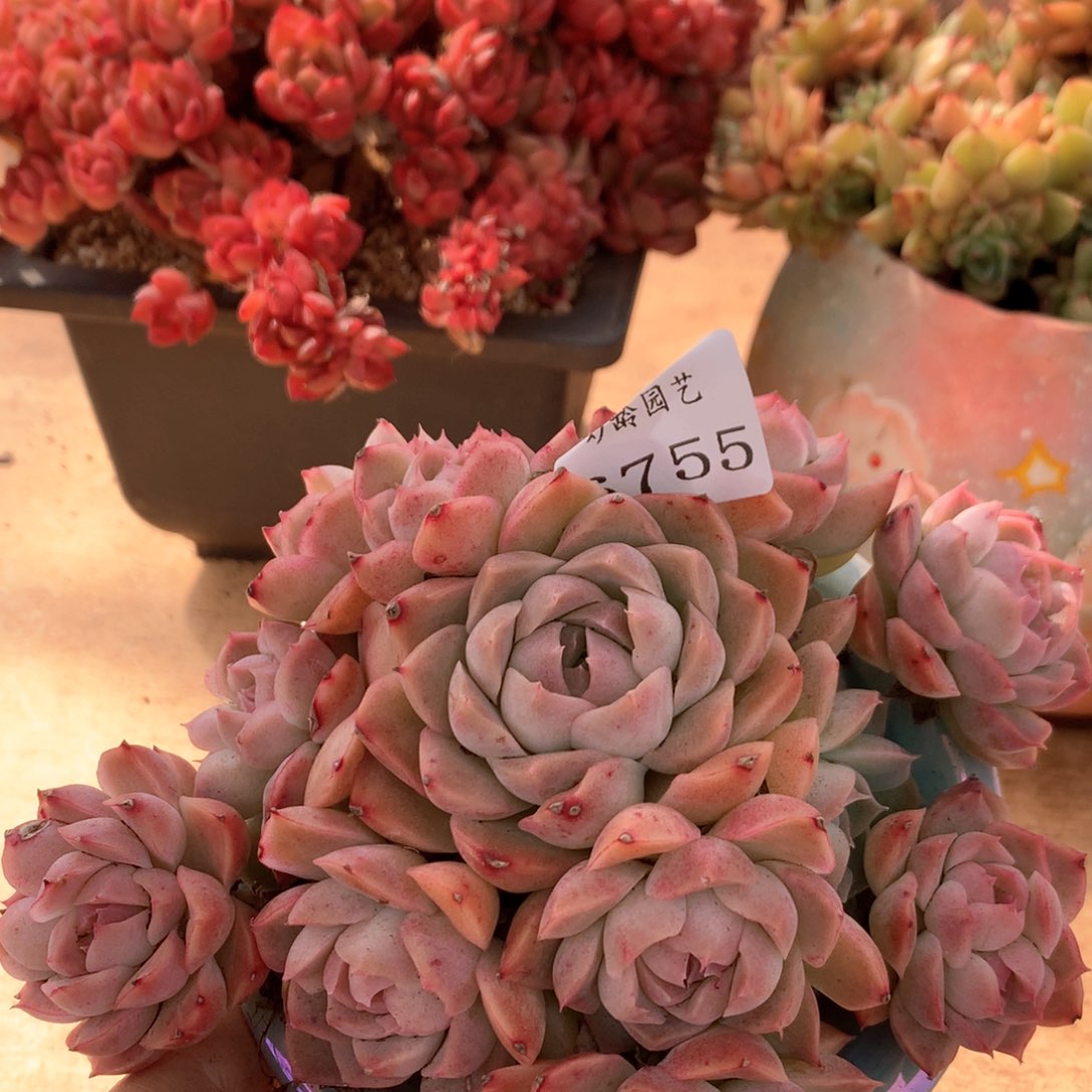 6755不包掉头不售后