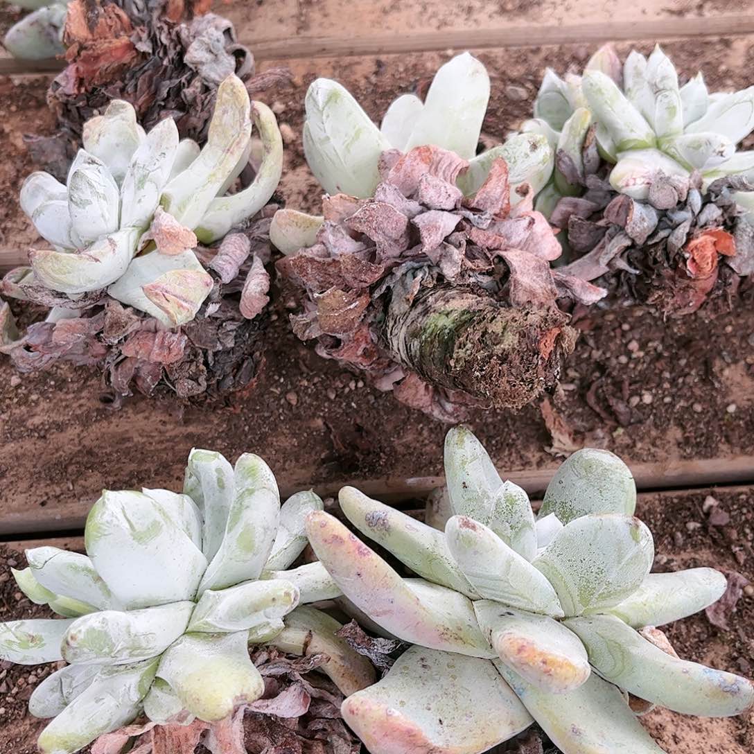 拇指单头量排多肉