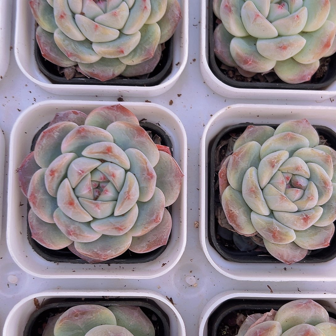 单头刚毅2颗19包邮多肉