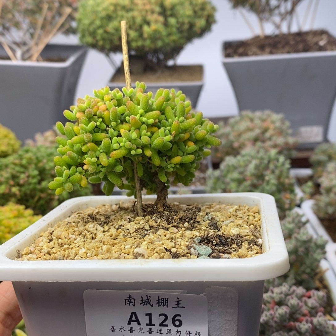 126蜜橘糖球枝干番杏