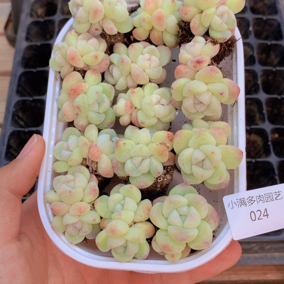 我要去看你了啊我的天呐024