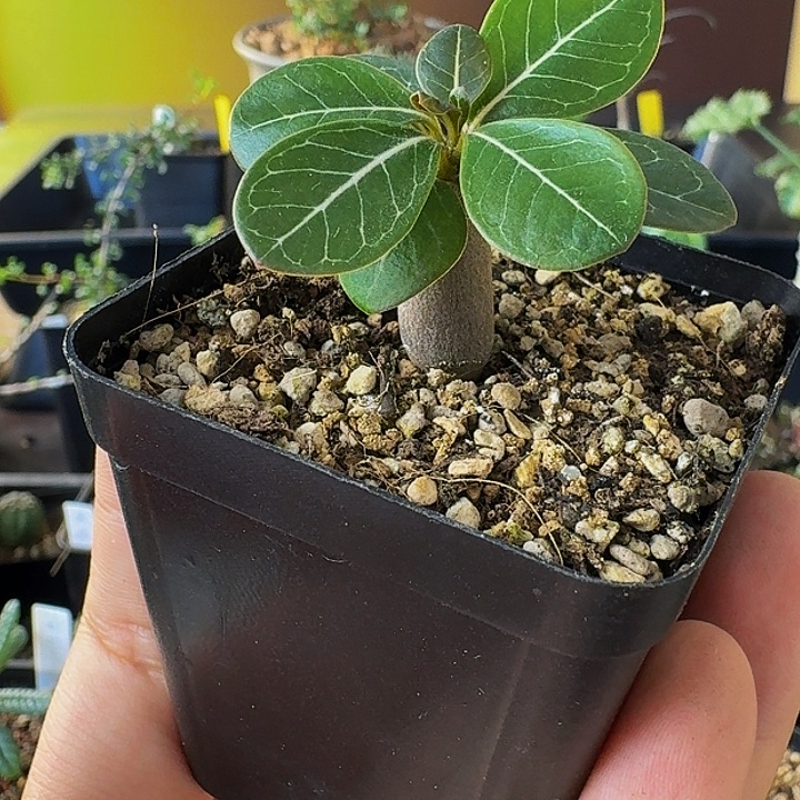 实生索科特拉沙漠玫瑰带盆土包邮