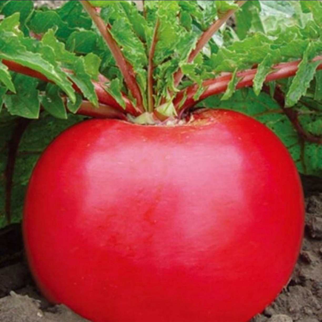 东北吉林红皮大罗卜清脆可口软糯入味营养丰富包邮