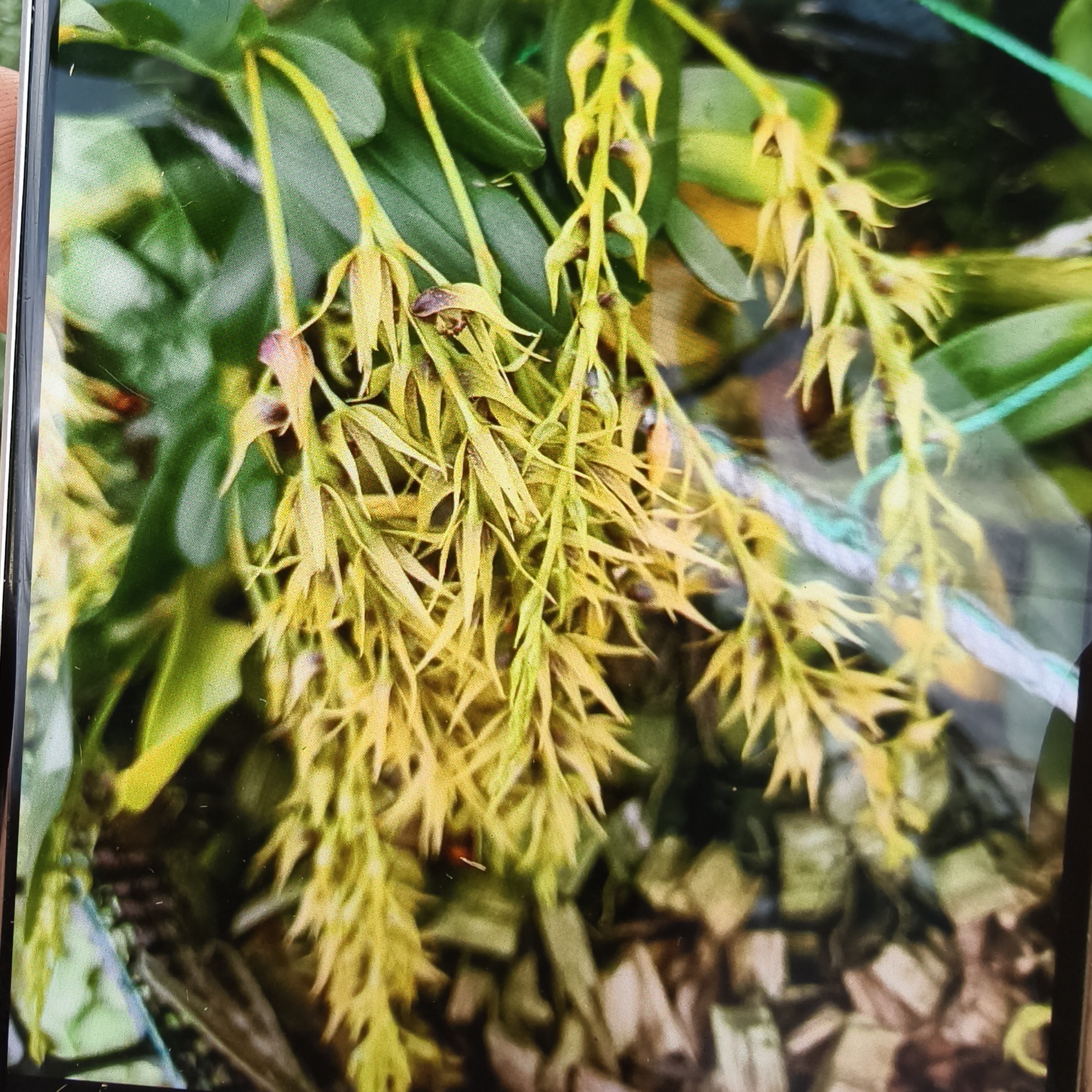 特色珍虫石斛花卉盆栽清香好养花色艳丽可煲汤