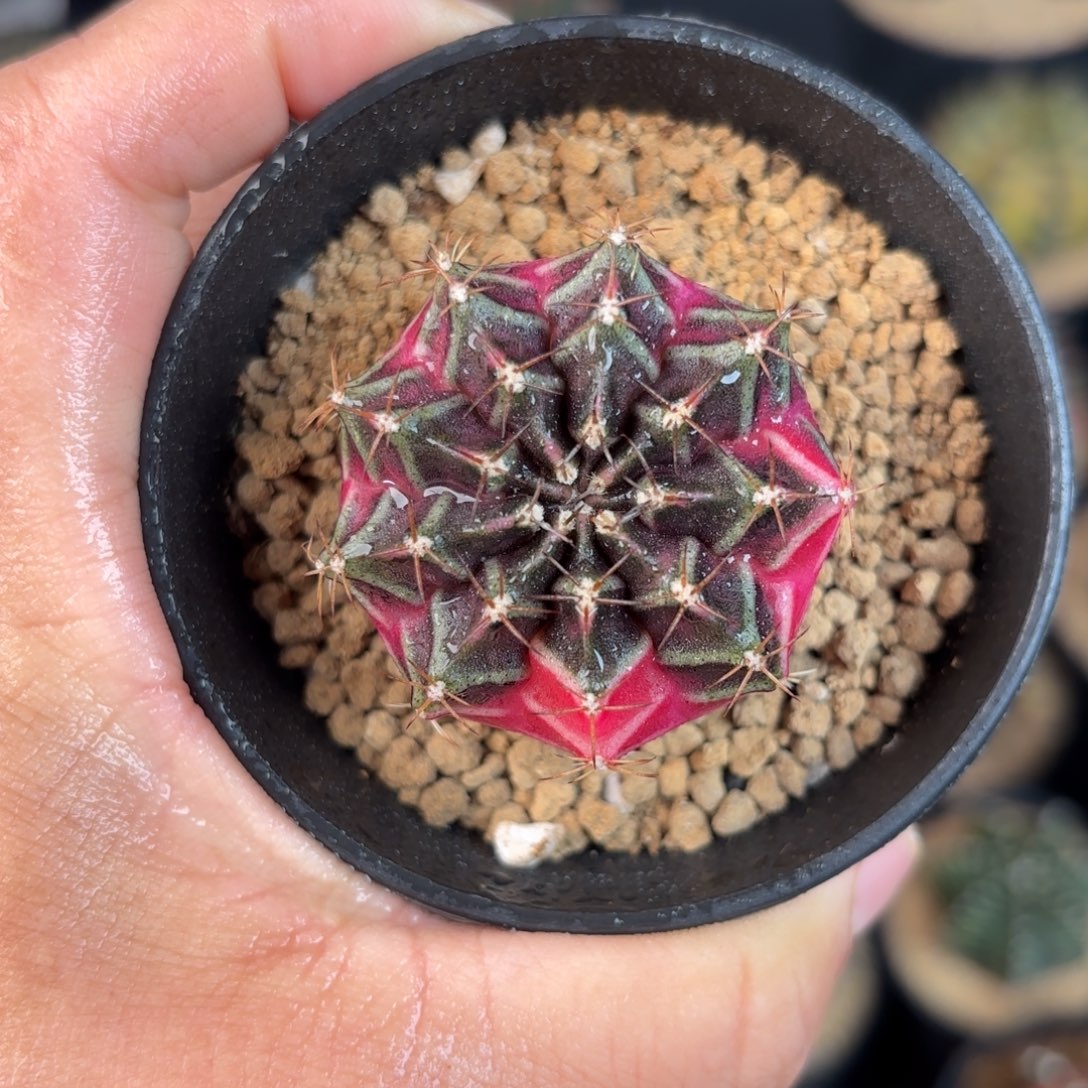 泰系米哈实生仙人球212