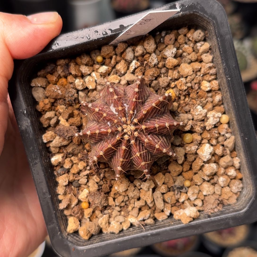 泰系实生米哈仙人球98