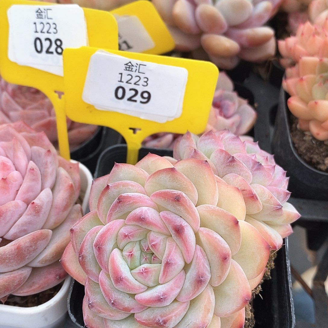 福利多多，1223029