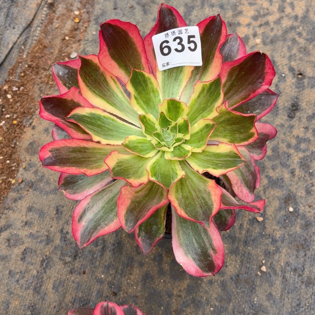 麻**?123  635多肉法师