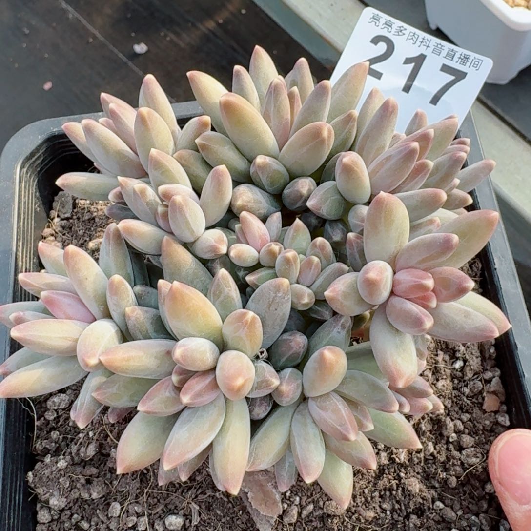 乌拉克拉群生整装无砍