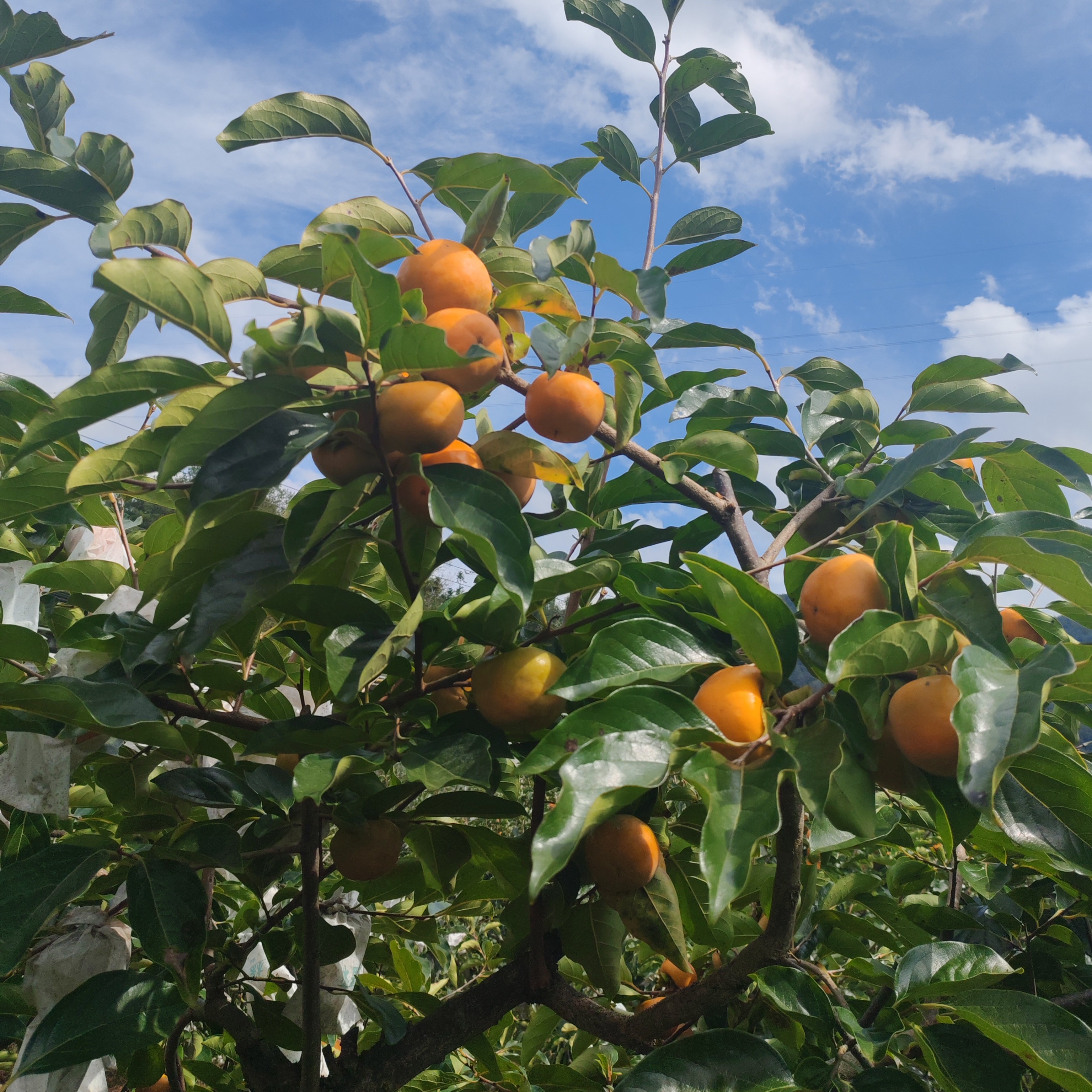 苹果脆甜市（湖北特产）