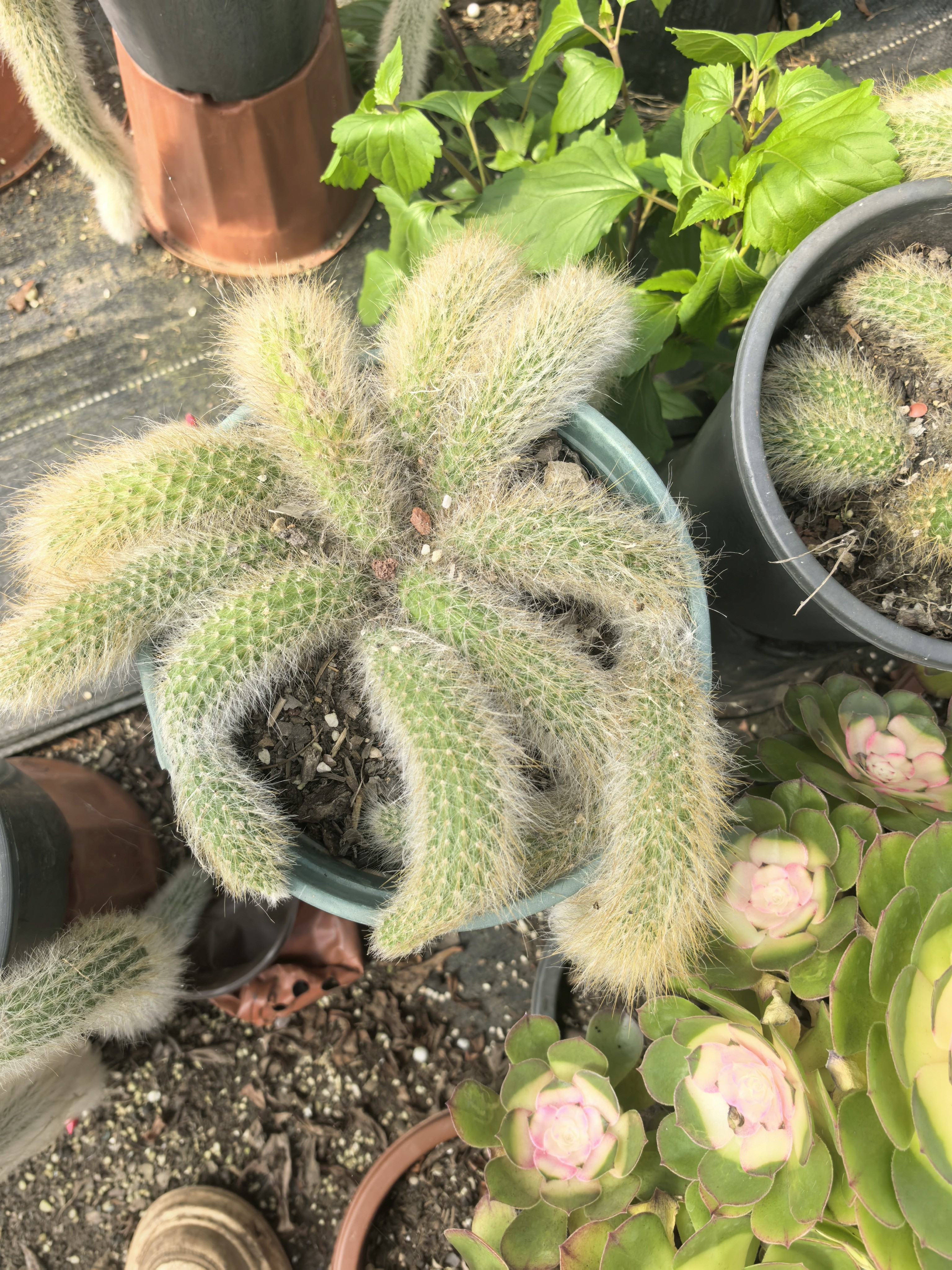 开花九尾狐多肉植物长毛盆栽防辐射适合庭院民宿阳台摆放