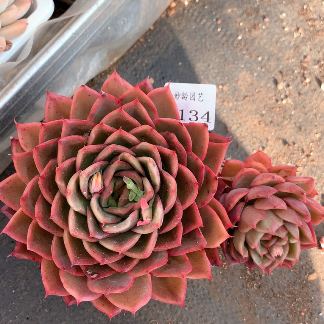 6134不包掉头整散特价处理不售后