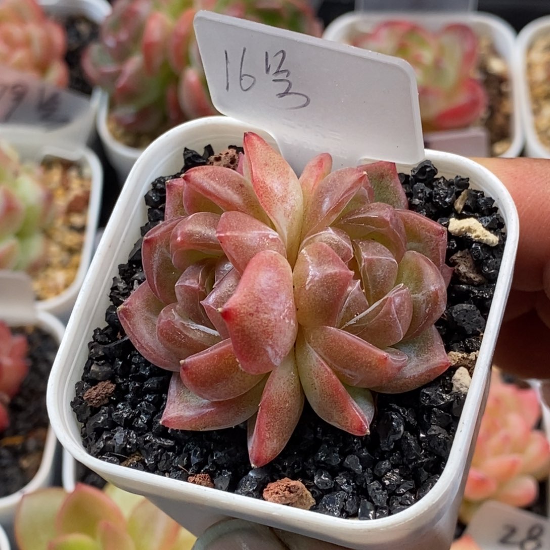 天官赐福百无禁忌