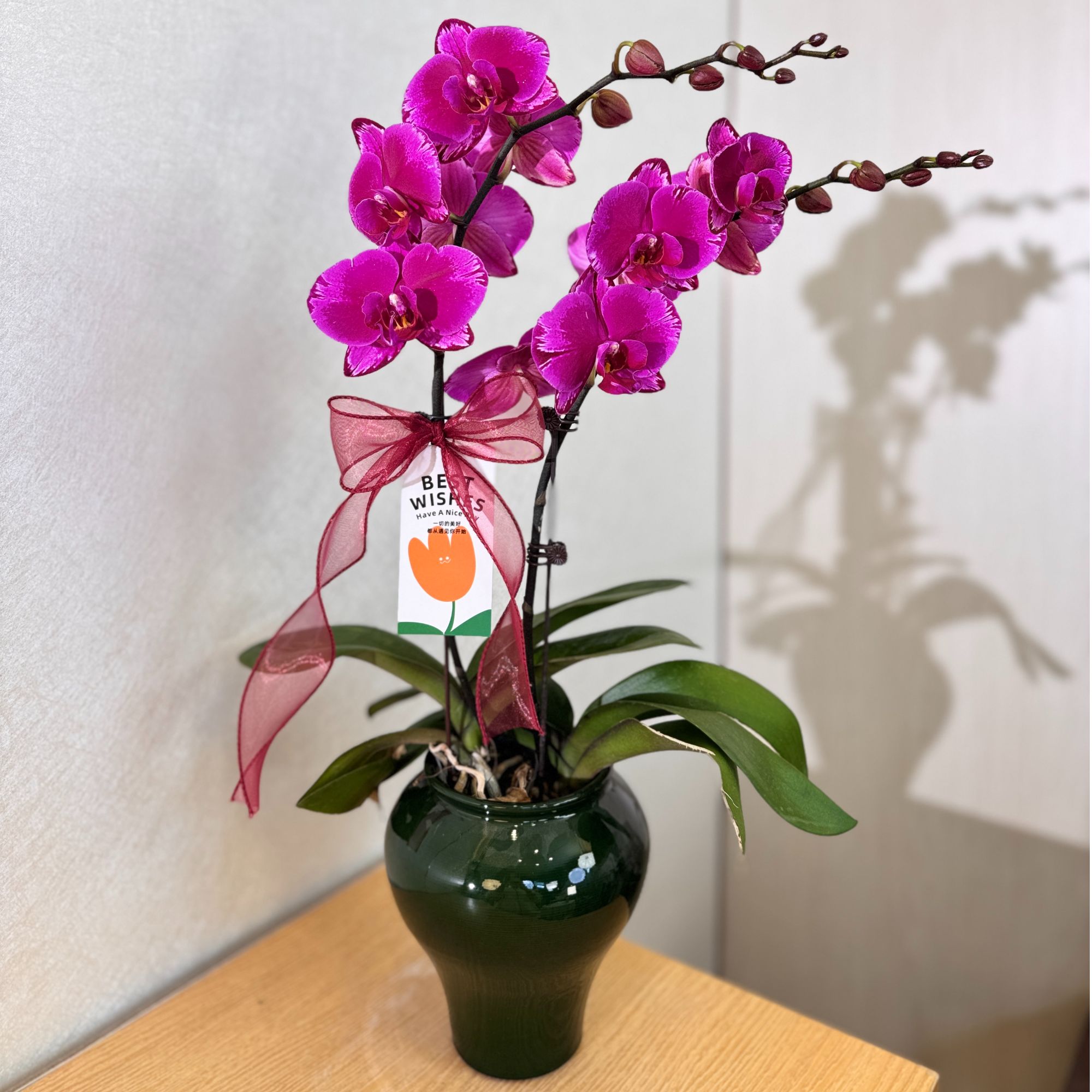 《双星光芒》紫红色系高端蝴蝶兰室内礼品花卉绿植摆件