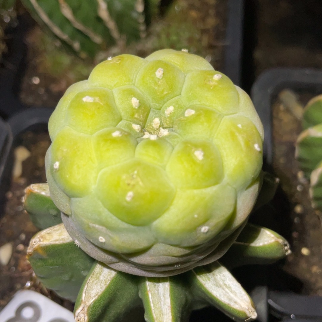 无花朵仙人球开花186 仙人球